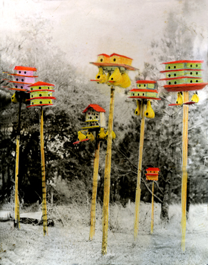 Bird Condos tinted photo by Joe Hoover and Anni Adkins